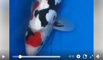 JPD koi Photo video Collections