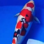 JPD koi Photo video Collections