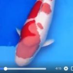 JPD koi Photo video Collections