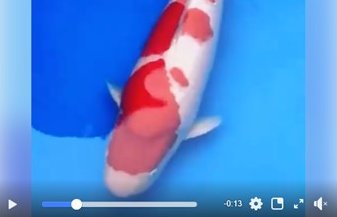 JPD koi Photo video Collections