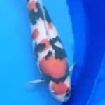 JPD koi Photo video Collections