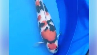 JPD koi Photo video Collections