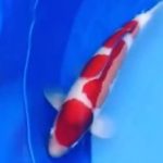 JPD koi Photo video Collections