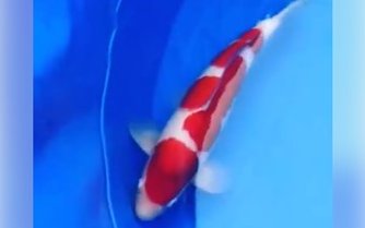 JPD koi Photo video Collections