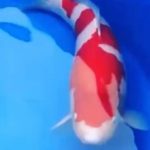 JPD koi Photo video Collections