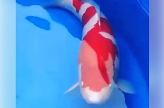 JPD koi Photo video Collections