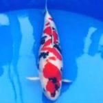 JPD koi Photo video Collections