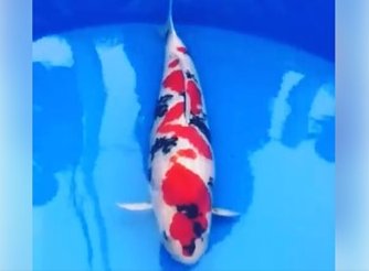 JPD koi Photo video Collections