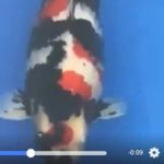 JPD koi Photo video Collections