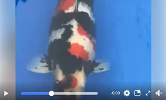 JPD koi Photo video Collections