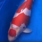 JPD koi Photo video Collections