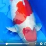 JPD koi Photo video Collections