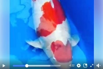 JPD koi Photo video Collections