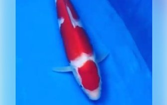 JPD koi Photo video Collections