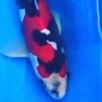 JPD koi Photo video Collections