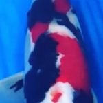 JPD koi Photo video Collections