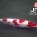 JPD Koi photo Collections