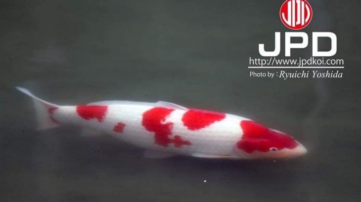 JPD Koi photo Collections