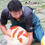 JPD Koi photo Collections