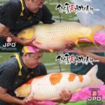 JPD Koi photo Collections