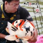 JPD Koi photo Collections.