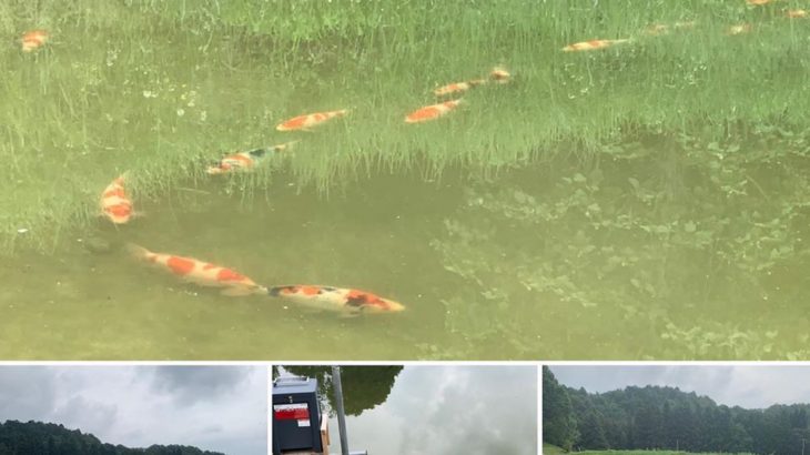 JPD Koi photo Collections