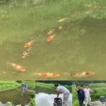 JPD Koi photo Collections