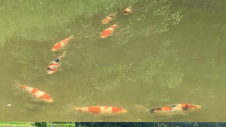 JPD Koi photo Collections