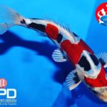 2016 The 4 th International Junior koi show in Niigata Grand Champion