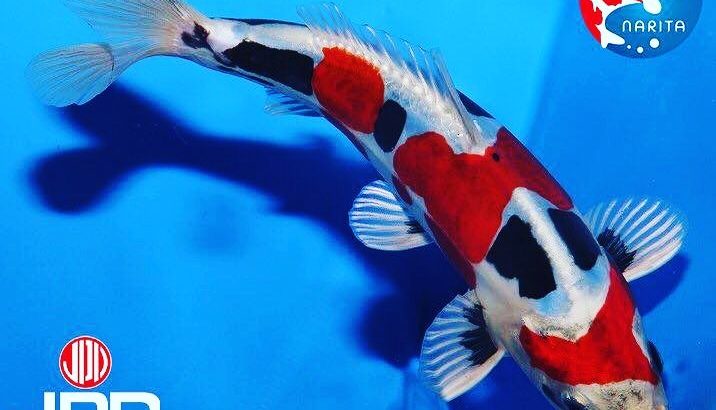 2016 The 4 th International Junior koi show in Niigata Grand Champion