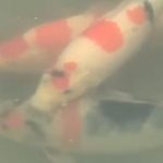 JPD Koi photo Collections