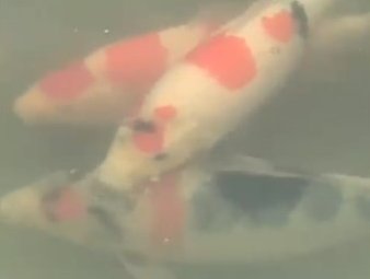 JPD Koi photo Collections