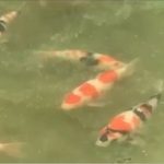 JPD Koi photo Collections