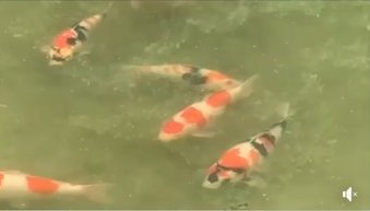 JPD Koi photo Collections