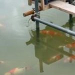 JPD Koi photo Collections