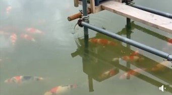 JPD Koi photo Collections