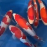 JPD Koi photo Collections