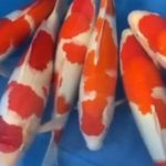 JPD Koi photo Collections