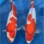 JPD Koi photo Collections