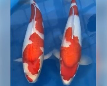 JPD Koi photo Collections