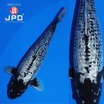 JPD koi photo collections