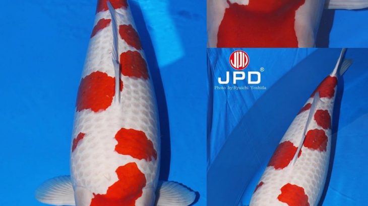 JPD koi photo collections