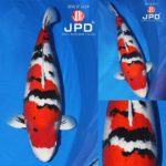 JPD koi photo collections