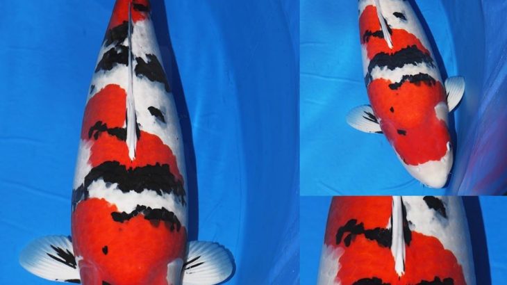 JPD koi photo collections