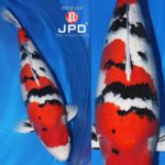 JPD koi photo collections