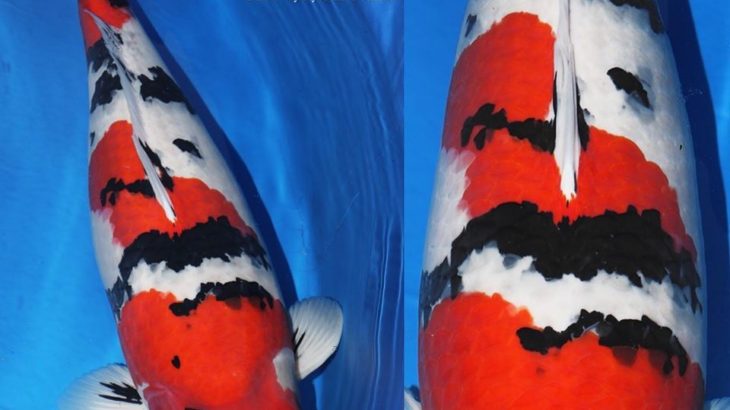 JPD koi photo collections