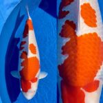 JPD koi photo collections