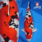 JPD koi photo collections