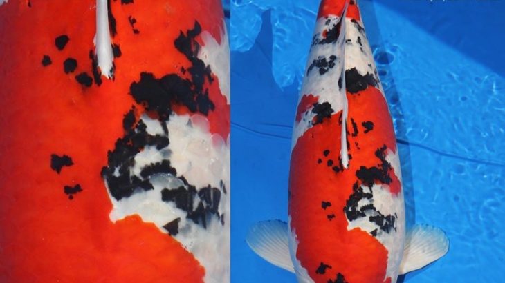 JPD koi photo collections