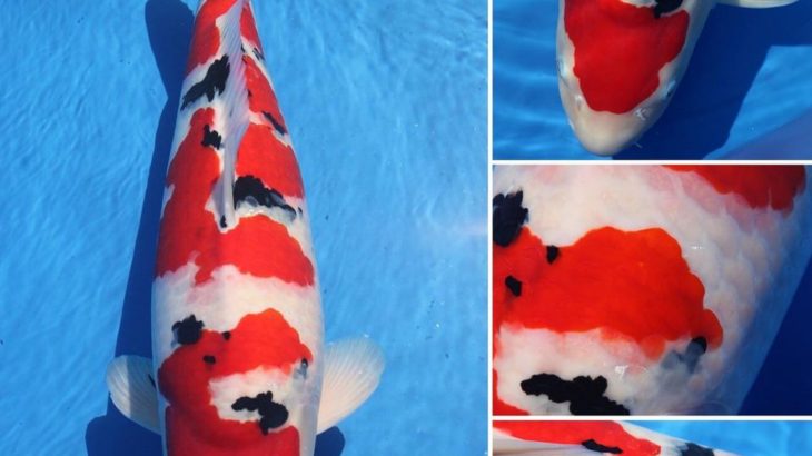 JPD koi photo collections